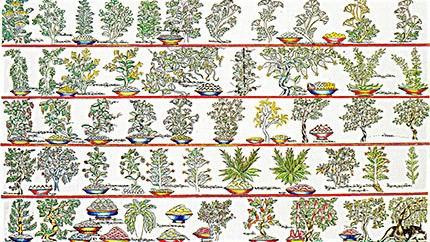 藏藥資源分布、發(fā)展史