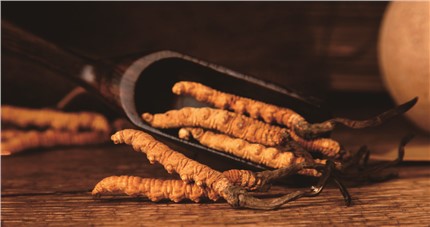 什么是斷草？斷草和冬蟲夏草的區(qū)別和購買常識